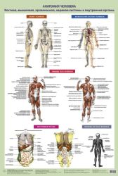 Анатомия человека. Костная, мышечная, кровеносная системы и внутренние органы