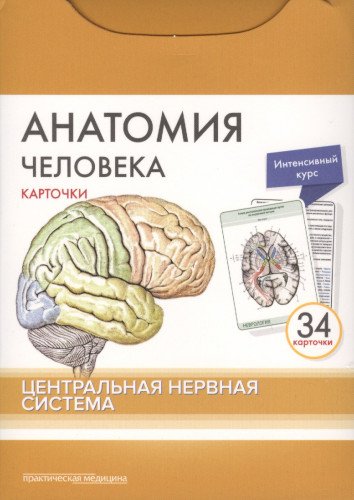 Анатомия человека.Центр.нервн.сист.КАРТОЧКИ (34шт)