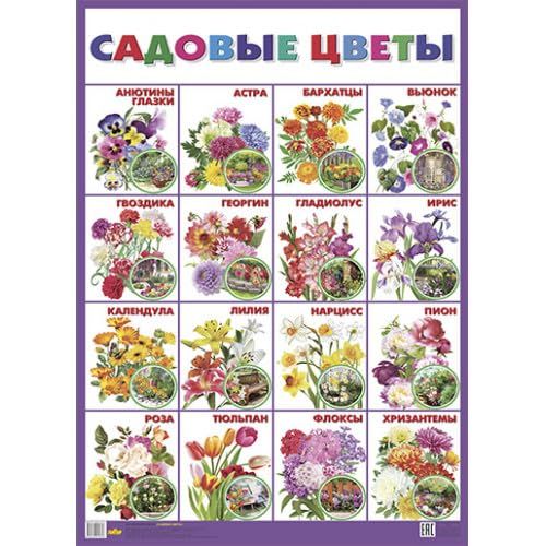 Садовые цветы