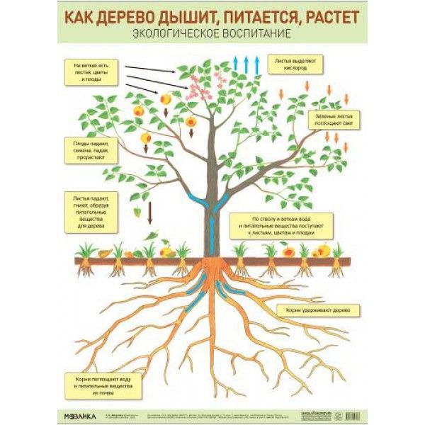 Как дерево дышит,питается и растет